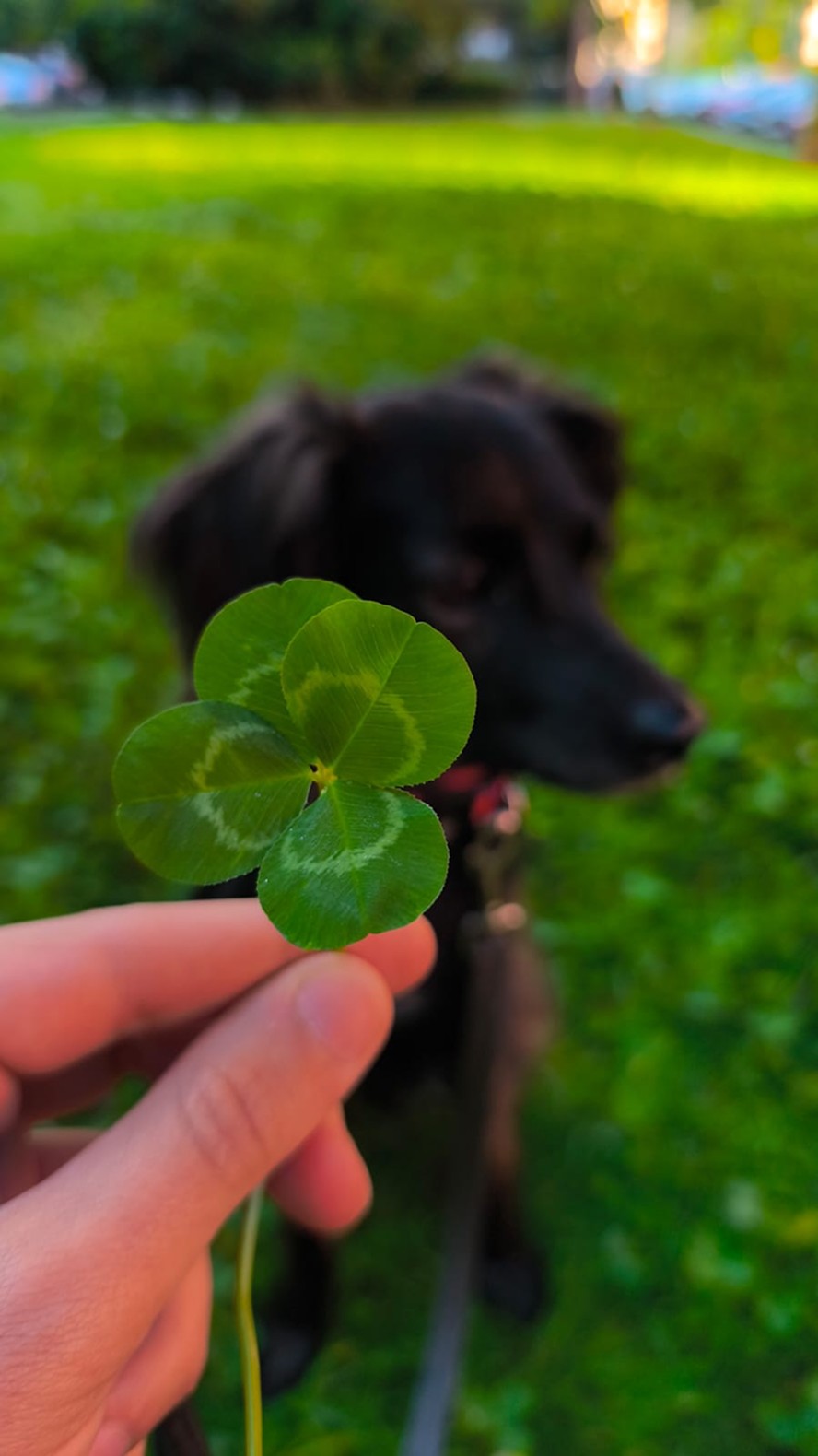 Hand holding a four-leaf clover with a black dog blurred in the background